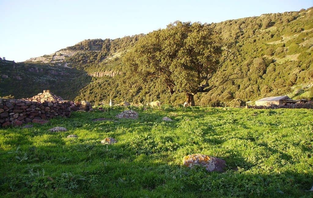 Terreno