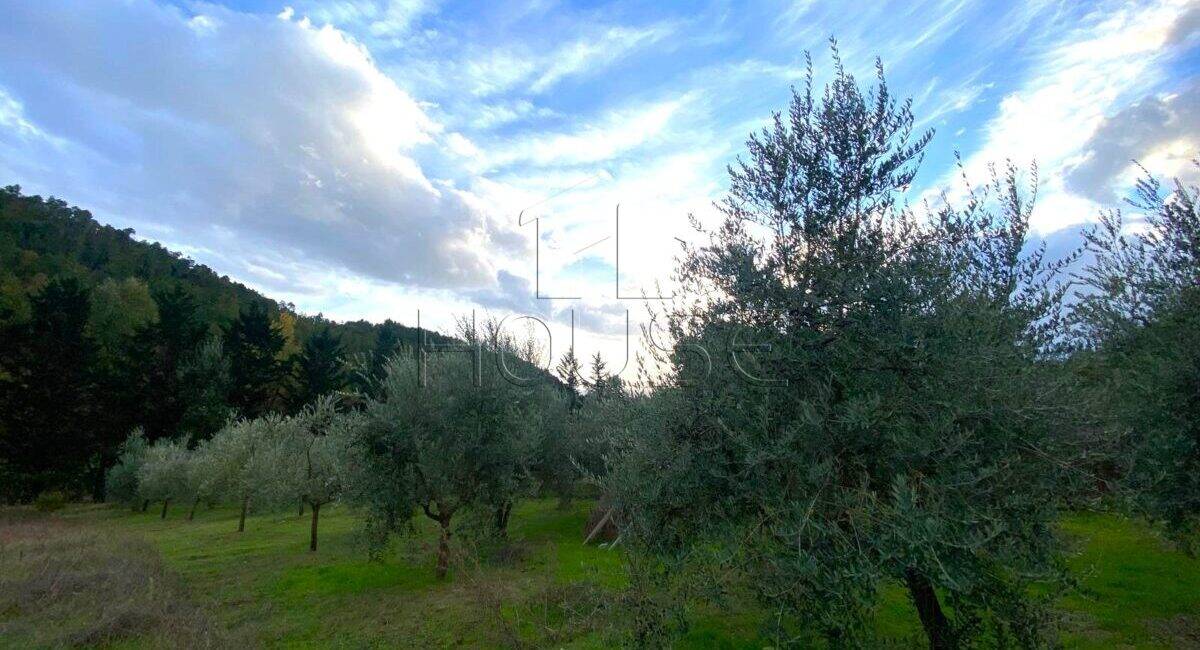 Terreno agricolo con oliveto