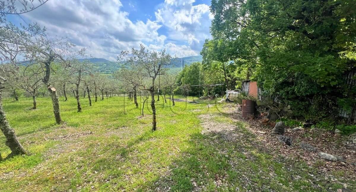 Terreno panoramico con uliveto e annesso condonato