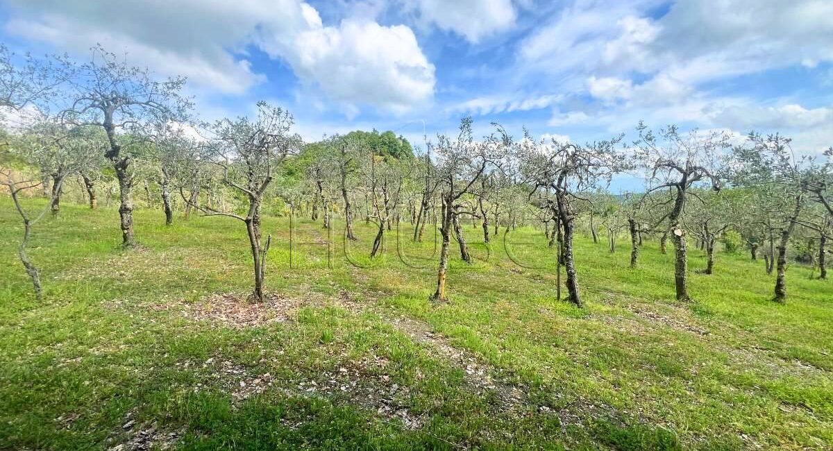 Terreno panoramico con uliveto e annesso condonato