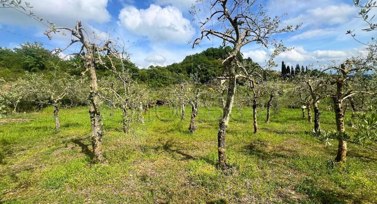 Terreno panoramico con uliveto e annesso condonato